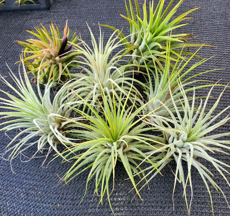 Air Plant Iona Live Plant Set of 3 - Tillandsia for Indoor Decor, 1-3 inch - Image 5