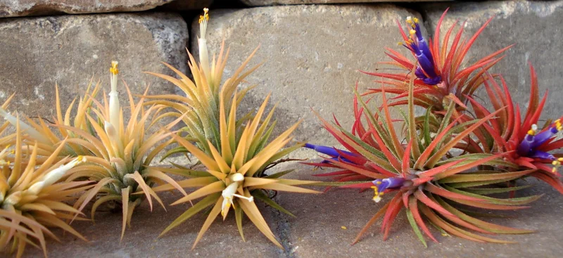 Air Plant Iona Live Plant Set of 3 - Tillandsia for Indoor Decor, 1-3 inch - Image 6