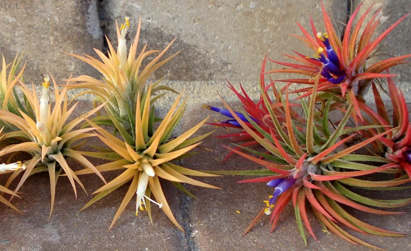 Air Plant Iona Live Plant Set of 3 - Tillandsia for Indoor Decor, 1-3 inch - Image 7