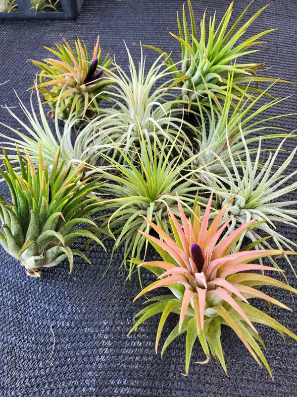 Air Plant Iona Live Plant Set of 3 - Tillandsia for Indoor Decor, 1-3 inch - Image 8