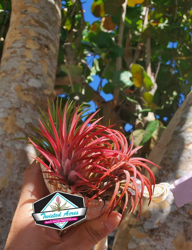 Air Plant Iona Live Plant Set of 3 - Tillandsia for Indoor Decor, 1-3 inch - Image 9