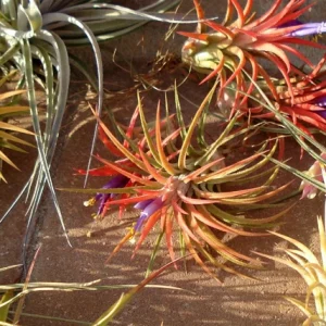 Air Plant Mix 10 Pack – Tillandsia Live Plants – 2-5 inch – Easy Care Indoor - Image 2