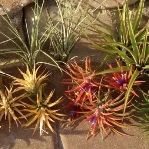 Air Plant Mix 10 Pack – Tillandsia Live Plants – 2-5 inch – Easy Care Indoor - Image 5