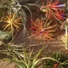 Air Plant Mix 10 Pack – Tillandsia Live Plants – 2-5 inch – Easy Care Indoor - Image 1