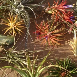 Air Plant Mix 10 Pack – Tillandsia Live Plants – 2-5 inch – Easy Care Indoor - Image 1