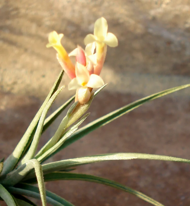Air Plant Mix 100 Tillandsia Wholesale Lot - Easy Care Live Plants (2-5 inch) - Image 2