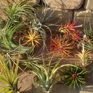Air Plant Mix 100 Tillandsia Wholesale Lot - Easy Care Live Plants (2-5 inch) - Image 3