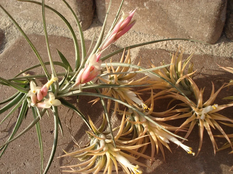 Air Plant Mix 100 Tillandsia Wholesale Lot - Easy Care Live Plants (2-5 inch) - Image 4