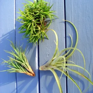 Air Plant Mix Set of 3 Tillandsia Live Plants – Easy Care Terrarium & Indoor Decor - Image 2