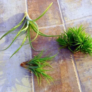 Air Plant Mix Set of 3 Tillandsia Live Plants – Easy Care Terrarium & Indoor Decor - Image 3
