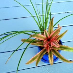 Air Plant Mix Set of 3 Tillandsia Live Plants – Easy Care Terrarium & Indoor Decor - Image 4