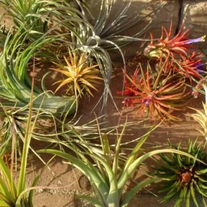 Air Plant Mix Set of 3 Tillandsia Live Plants – Easy Care Terrarium & Indoor Decor - Image 5