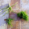 Air Plant Mix Set of 3 Tillandsia Live Plants – Easy Care Terrarium & Indoor Decor - Image 1