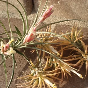 Air Plant Mix - Set of 5 Easy Care Tillandsia Live Plants for Terrariums - Image 5