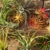Air Plant Mix - Set of 5 Easy Care Tillandsia Live Plants for Terrariums - Image 1
