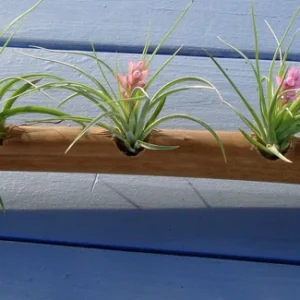Air Plant Mix – Tillandsia Live Plants – Set of 3 – Easy Care – Indoor/Outdoor - Image 4