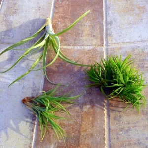 Air Plant Mix – Tillandsia Live Plants – Set of 3 – Easy Care – Indoor/Outdoor - Image 1