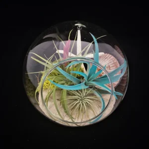 Air Plant Terrarium Bubble, 5.51