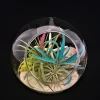 Air Plant Terrarium Bubble, 5.51"x5.91" Glass Tabletop with Live Plants - Image 1