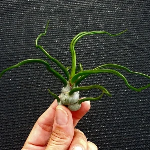 Air Plant Tillandsia Bulbosa Guatemala - Live Single Plant for Terrariums & Home Decor - Image 2