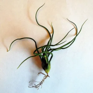 Air Plant Tillandsia Bulbosa Guatemala - Live Single Plant for Terrariums & Home Decor - Image 3