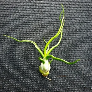 Air Plant Tillandsia Bulbosa Guatemala - Live Single Plant for Terrariums & Home Decor - Image 1