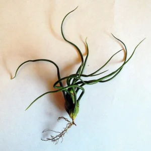 Air Plant Tillandsia Bulbosa Guatemala - Live Single Plant for Terrariums & Home Decor - Image 4