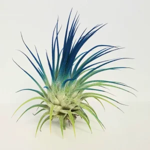Air Plant Tillandsia Iona Dark Blue Indigo - Live Houseplant, 2-3