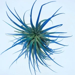 Air Plant Tillandsia Iona Live Plant Set of 3 - Indigo, Purple, Pink (2-3