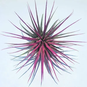 Air Plant Tillandsia Iona Live Plant Set of 3 - Indigo, Purple, Pink (2-3