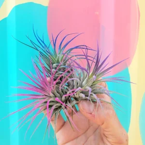 Air Plant Tillandsia Iona Live Plant Set of 3 - Indigo, Purple, Pink (2-3