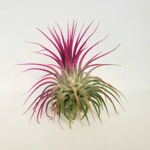 Air Plant Tillandsia Iona Live Plant Set of 3 - Indigo, Purple, Pink Enhanced Color - Image 5