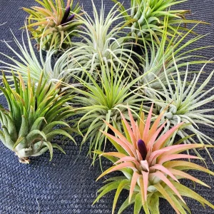 Air Plant Tillandsia Iona Live Plant – Set of 5 – Easy Care Indoor - Image 5
