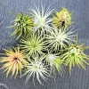 Air Plant Tillandsia Iona Live Plant – Set of 5 – Easy Care Indoor - Image 1