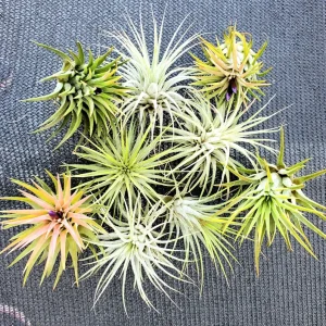 Air Plant Tillandsia Iona Live Plant – Set of 5 – Easy Care Indoor - Image 1