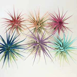 Air Plant Tillandsia Iona Live Plant Set of 6 – Vibrant Colors - Image 3