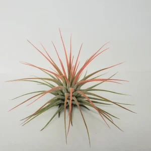 Air Plant Tillandsia Iona Live Plant Set of 6 – Vibrant Colors - Image 8