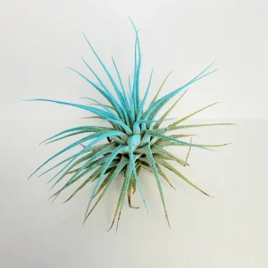 Air Plant Tillandsia Iona Live Plant Set of 6 – Vibrant Colors - Image 9
