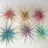 Air Plant Tillandsia Iona Live Plant Set of 6 – Vibrant Colors - Image 1