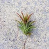 Air Plant Tillandsia Iona Live Plant – Small Individual Airplant – 1-3 inch – Indoor - Image 1