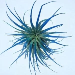 Air Plant Tillandsia Iona Live Plants Set of 3 - Indigo, Purple, Pink, 2-3 inch - Image 2