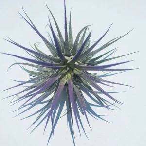 Air Plant Tillandsia Iona Live Plants Set of 3 - Indigo, Purple, Pink, 2-3 inch - Image 3