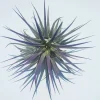 Air Plant Tillandsia Iona Purple Live Plant - 2-4" Tall Indoor Succulent - Image 1