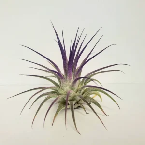 Air Plant Tillandsia Iona Purple Single Plant - Live Potted Houseplant, 2-3