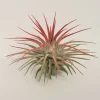Air Plant Tillandsia Iona Red Live Plant - Vibrant Tillandsia for Indoors - Image 1