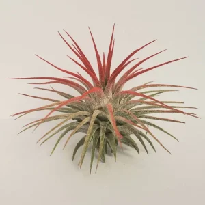 Air Plant Tillandsia Iona Red Live Plant - Vibrant Tillandsia for Indoors - Image 1