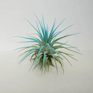 Air Plant Tillandsia Iona Turquoise Live Plant - 2-3 inch Single Airplant - Image 2