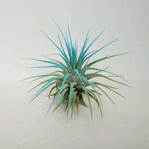 Air Plant Tillandsia Iona Turquoise Live Plant - 2-3 inch Single Air Plant - Image 2