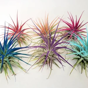 Air Plant Tillandsia Iona Turquoise Live Plant - 2-3 inch Single Airplant - Image 3
