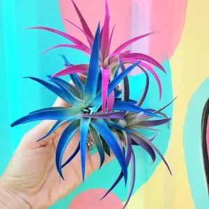 Air Plant Tillandsia Live Plant 3 Pack - Indigo Blue, Hot Pink, Purple, 4-6 inch - Image 4